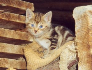 Grosses bild anzeigen Diego 19940518.jpg